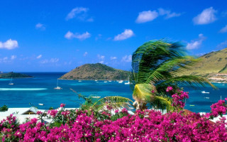 Tropical island palm tree flowers - tropical free wallpaper