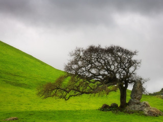Tree hill rock cloudy sky - andy goldsworthy free wallpaper