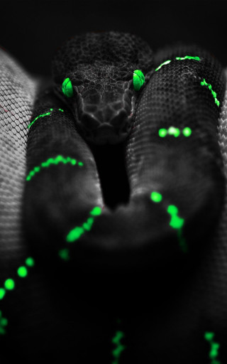 Snake green lights head neck - holography free wallpaper