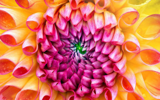 Large flower green center surrounded - smaller free wallpaper