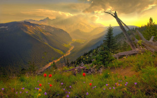 Beautiful valley mountains flowers foreground - beautiful landscape free wallpaper