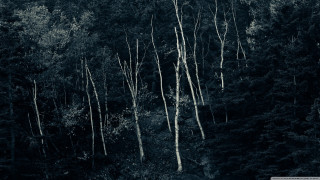 Black white forest tall trees - photo of a forest free wallpaper