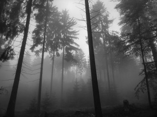 Foggy forest trees autumn bw - tall tree free wallpaper