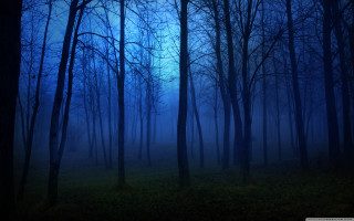 Dark forest full moon trees - a full moon in the sky above free wallpaper