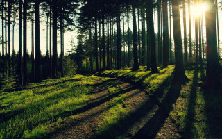 Forest path sunlight trees grass - the tree and grass free wallpaper
