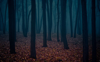 Dark forest foggy sky bare - a foggy sky above free wallpaper
