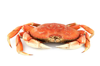 Red crab white background image - real life skin free wallpaper