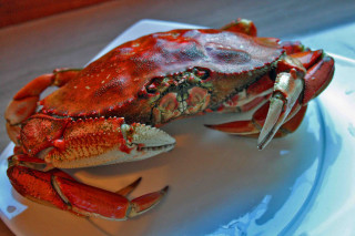 Crab plate table knife fork - a crab free wallpaper