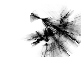 Black white bird flying air - photo of a bird free wallpaper