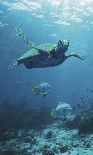 Turtle swimming ocean fish man - ecological art free wallpaper