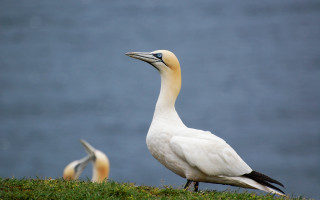 White bird yellow beak grassy - a yellow beak free wallpaper