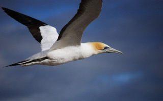 Bird long beak flying wings - a long beak free wallpaper