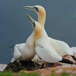 Two birds rock grass field - free nature wallpaper