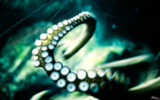 Octopus ring closeup water rocks - tentacle free wallpaper