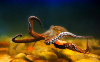 Octopus swimming water rocks gravel - an octopus free wallpaper