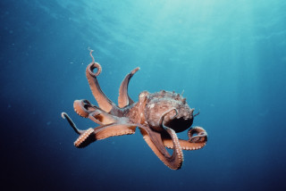 Octopus swimming ocean tentacles exposed - octopus free wallpaper