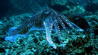 Two squids ocean biting tongue - ernst haeckel free wallpaper