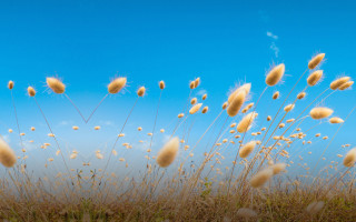 Tall grass blue sky clouds 13 - tall grass free wallpaper