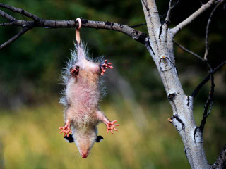 Small animal hanging tree open - verdadism free wallpaper