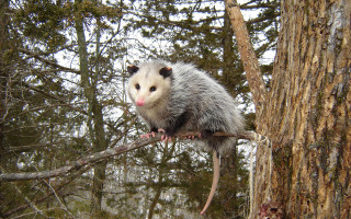 Opossum tree branch forest snow - a tree branch in a forest free wallpaper
