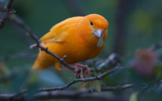 Bird sitting branch blurry background 4 - a blurry background of leaves free wallpaper