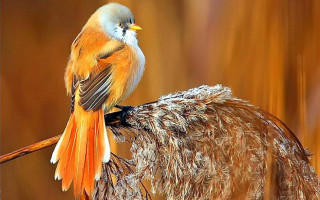 Bird branch blurry background nature - chica macnab free wallpaper