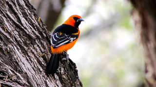 Bird perched tree branch forest 6 - a tree branch in the forest free wallpaper