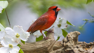 Red bird perched branch white - white flower free wallpaper