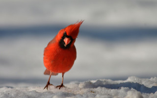 Red bird black beak snow - a red bird free wallpaper
