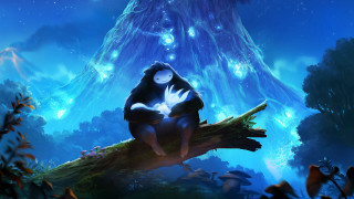 Forest night starry forest butterfly - in a forest free wallpaper