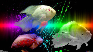 Colorful fish paint black background - a rainbow of colors free wallpaper