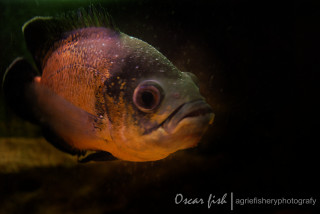 Fish black background red yellow - a fish free wallpaper