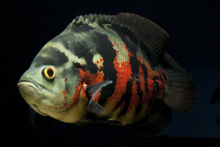 Fish red stripe black background - its body free wallpaper