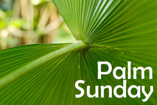 Palm leaf palm sunday green - palm tree free wallpaper