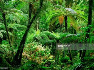 Lush green forest trees plants 3 - lot of trees free wallpaper