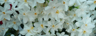 White flowers vase yellow centers - free flowers wallpaper