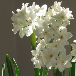 Vase filled white flowers table 2 - still free wallpaper