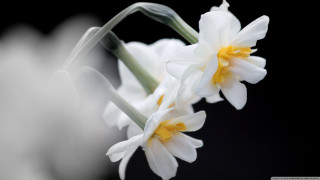 Flower closeup black background white - an ambient occlusion free wallpaper