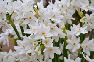 White flowers green stems vase - white flower free wallpaper