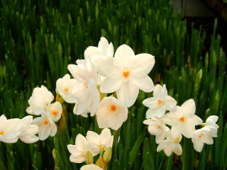 White flowers green grass building - a building in the background free wallpaper