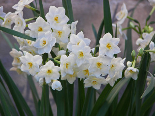 White flowers green stems vase 2 - a vase free wallpaper