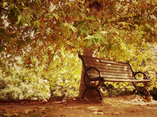 Bench tree park leaves ground - a picture free wallpaper