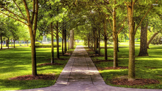 Walkway park trees grass sidewalk - a sidewalk free wallpaper