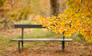 Bench park tree background leaves - a tree in the background free wallpaper