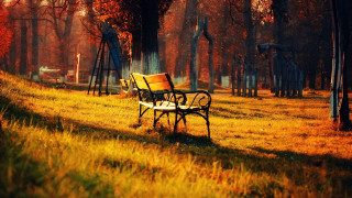 Park bench autumn leaves fall - the middle of a field free wallpaper