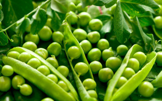 Green beans plant leaves water - a blurry background free wallpaper