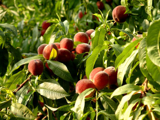 Ripe fruit tree leaves branches - ripe free wallpaper
