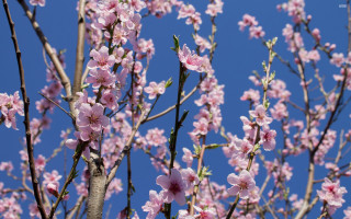 Pink flowers blooming tree sakura - naturalism free wallpaper