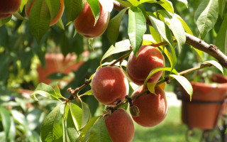 Ripe fruit tree green field - ripe free wallpaper