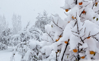 Snowy treeboarder forest moon halloween - a snow free wallpaper